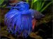 Betta fish Life Expectancy