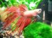 Constipated Betta fish