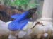 Moon tail Betta fish