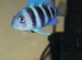 Petco fish