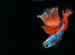 Thailand fighting fish