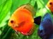 Water to use for Betta fish