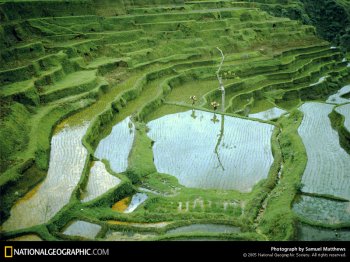 rice-fields-154515-sw