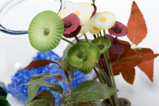 The right aquarium plant will lead to a mutually beneficial relationship for the fish and the foliage.