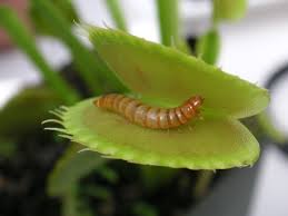 Venus Flytrap Mealworm