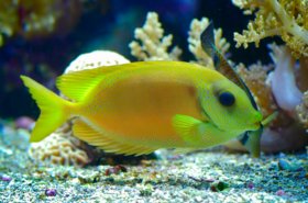 Yellow fish